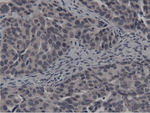 BTN1A1 Antibody in Immunohistochemistry (Paraffin) (IHC (P))