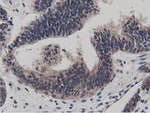 BTN1A1 Antibody in Immunohistochemistry (Paraffin) (IHC (P))