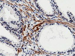 BTN1A1 Antibody in Immunohistochemistry (Paraffin) (IHC (P))