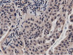 BTN1A1 Antibody in Immunohistochemistry (Paraffin) (IHC (P))