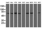 BTN1A1 Antibody in Western Blot (WB)