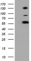 BTN1A1 Antibody in Western Blot (WB)