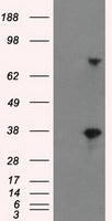 BTN3A2 Antibody in Western Blot (WB)