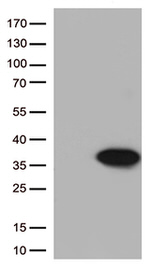 Bcl-XL Antibody in Western Blot (WB)