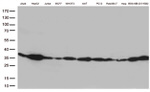 Bcl-XL Antibody in Western Blot (WB)