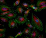 beta Tubulin Loading Control Antibody in Immunocytochemistry (ICC/IF)