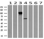 Beta-catenin Antibody in Western Blot (WB)