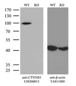 Beta-catenin Antibody in Western Blot (WB)