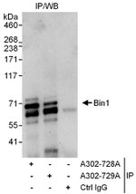 Bin1 Antibody in Immunoprecipitation (IP)