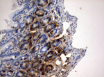 BrdU Antibody in Immunohistochemistry (Paraffin) (IHC (P))