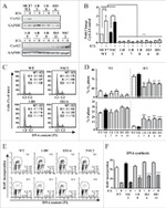 BrdU Antibody in Flow Cytometry (Flow)