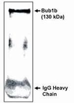 BUBR1 Antibody in Western Blot (WB)