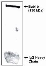 BUBR1 Antibody in Western Blot (WB)