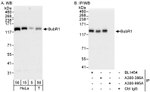 BubR1 Antibody in Western Blot (WB)