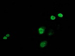 C-Jun Antibody in Immunocytochemistry (ICC/IF)