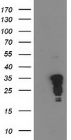 C-Jun Antibody in Western Blot (WB)