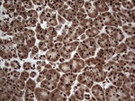 C14orf166 Antibody in Immunohistochemistry (Paraffin) (IHC (P))