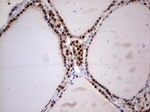 RTRAF Antibody in Immunohistochemistry (Paraffin) (IHC (P))