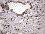 RTRAF Antibody in Immunohistochemistry (Paraffin) (IHC (P))