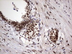 C14orf166 Antibody in Immunohistochemistry (Paraffin) (IHC (P))
