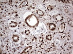 C14orf166 Antibody in Immunohistochemistry (Paraffin) (IHC (P))