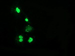 C16orf72 Antibody in Immunocytochemistry (ICC/IF)