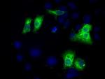 C17orf28 Antibody in Immunocytochemistry (ICC/IF)