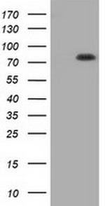 C17orf28 Antibody in Western Blot (WB)