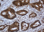 C1S Antibody in Immunohistochemistry (Paraffin) (IHC (P))