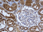 C1S Antibody in Immunohistochemistry (Paraffin) (IHC (P))