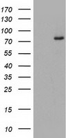 C1S Antibody in Western Blot (WB)