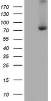 C1S Antibody in Western Blot (WB)