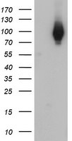 C1S Antibody in Western Blot (WB)