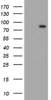 C1S Antibody in Western Blot (WB)