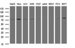 C1S Antibody in Western Blot (WB)