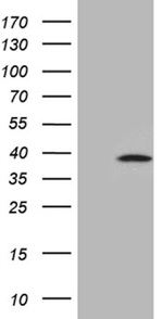 C1orf111 Antibody in Western Blot (WB)