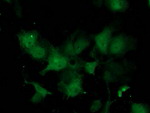 C1orf50 Antibody in Immunocytochemistry (ICC/IF)