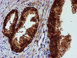 C1orf50 Antibody in Immunohistochemistry (Paraffin) (IHC (P))