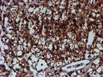 C1orf50 Antibody in Immunohistochemistry (Paraffin) (IHC (P))