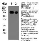 CD80 Antibody in Western Blot (WB)