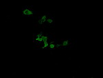 C2orf62 Antibody in Immunocytochemistry (ICC/IF)