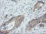 C2orf62 Antibody in Immunohistochemistry (Paraffin) (IHC (P))