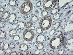 C2orf62 Antibody in Immunohistochemistry (Paraffin) (IHC (P))