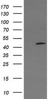 C2orf62 Antibody in Western Blot (WB)