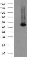 C2orf62 Antibody in Western Blot (WB)