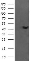 C2orf62 Antibody in Western Blot (WB)