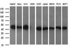 C2orf62 Antibody in Western Blot (WB)