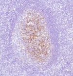 Complement C4d Antibody in Immunohistochemistry (Paraffin) (IHC (P))