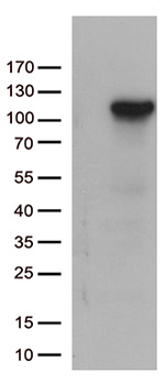 C6 Antibody in Western Blot (WB)