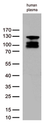 C6 Antibody in Western Blot (WB)